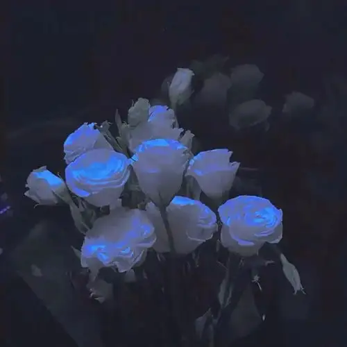 唯美玫瑰花系列背景图,浪漫满满