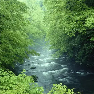 微信头像风景唯美,小清新绿色风光护眼图片