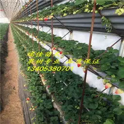 2018年塞娃草莓苗哪里便宜