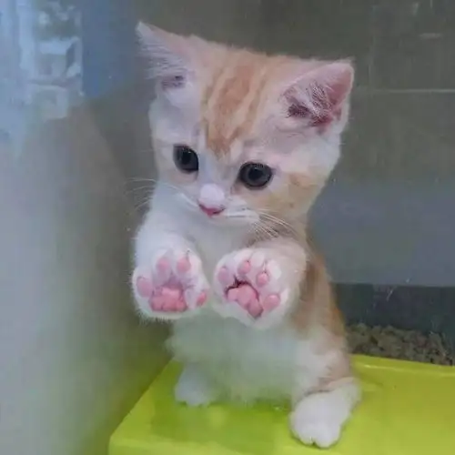 介只猫样子有点违规啊,不可描述哈哈哈哈