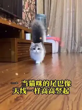 奶奶遭遇车祸摔伤猫咪的迷惑行为抖音创作季萌宠出道计划治愈世界治愈你治愈系