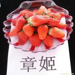 新闻鬼怒甘草莓苗什么时候种
