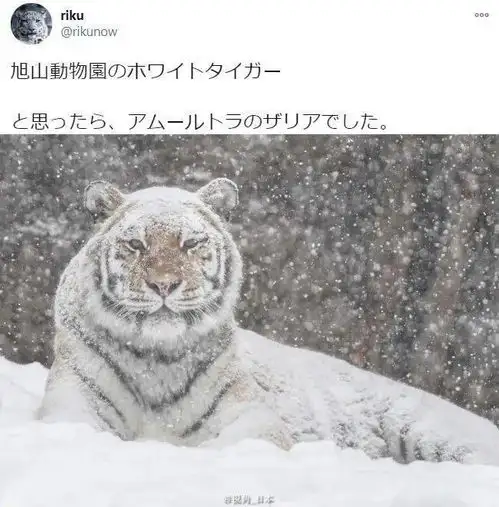 今日趣闻北海道连老虎也积雪了自动对焦的猫大哥等