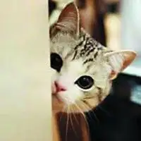 动画猫躲着看的头像女生微信头像图片大全