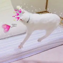 抖音七夕情侣搞笑头像一男一女2019萌宠情侣头像精选