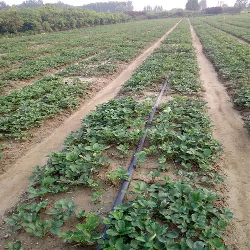 河南省法兰地草莓苗法兰地草莓苗种植方法