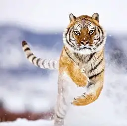 一只在雪地里奔跑的大猫,超级帅气