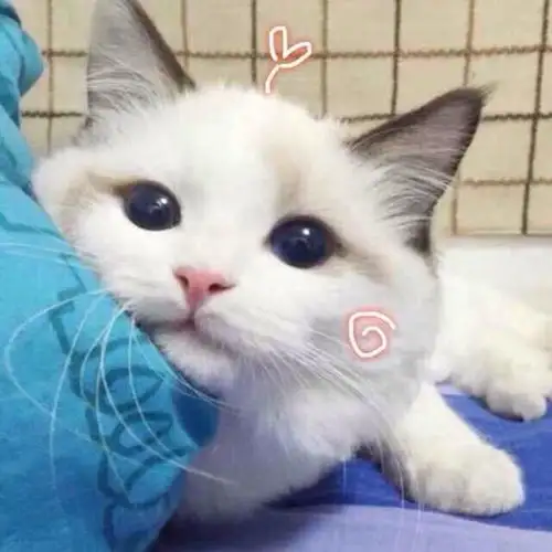 新主播是怎么播起来的