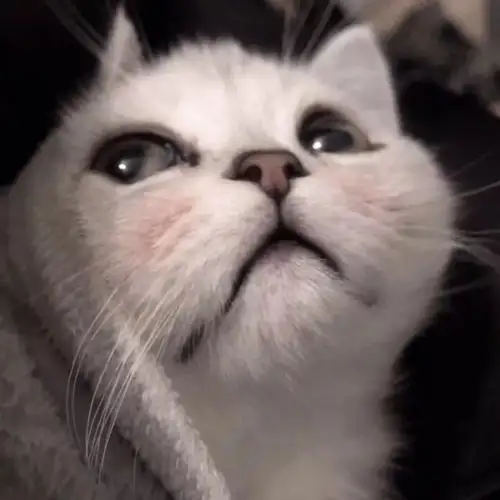 可爱猫咪头像我要早点睡觉啦,明微信头像我要个性网