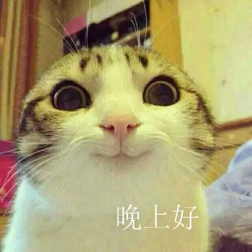 晚上好猫咪可爱欢乐gif动图_动态图_表情包下载_soogif