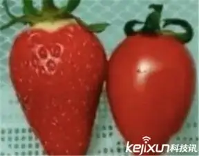 搜狐公众平台西红柿里吃出草莓专家称系病态现象但可食用