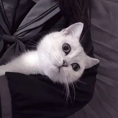 温柔抱猫部位闺蜜头遇到那么多女生头像我要个性网