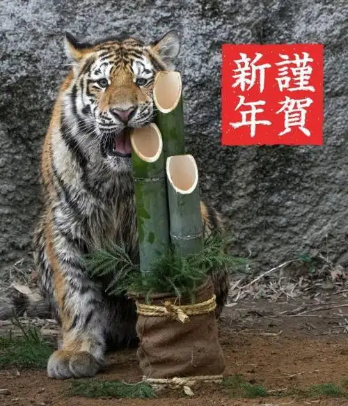 喜迎虎年大猫老虎开心玩雪球果然喵星人无误