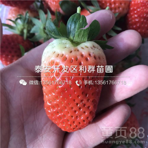京怡香草莓苗批发报价-黄页88网