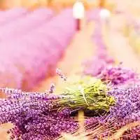 微信头像下载关于薰衣草的花微信头像图片大全