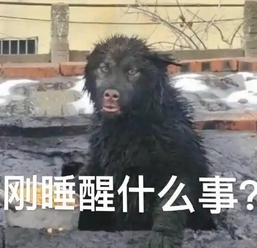 萌宠狗熊刚睡醒什么事搞怪逗gif动图_动态图_表情包下载_soogif