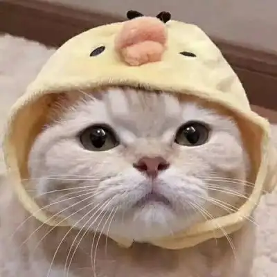 猫猫啊啊啊啊猫咪情侣头像