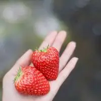 可爱草莓头像高清微信头像图片大全
