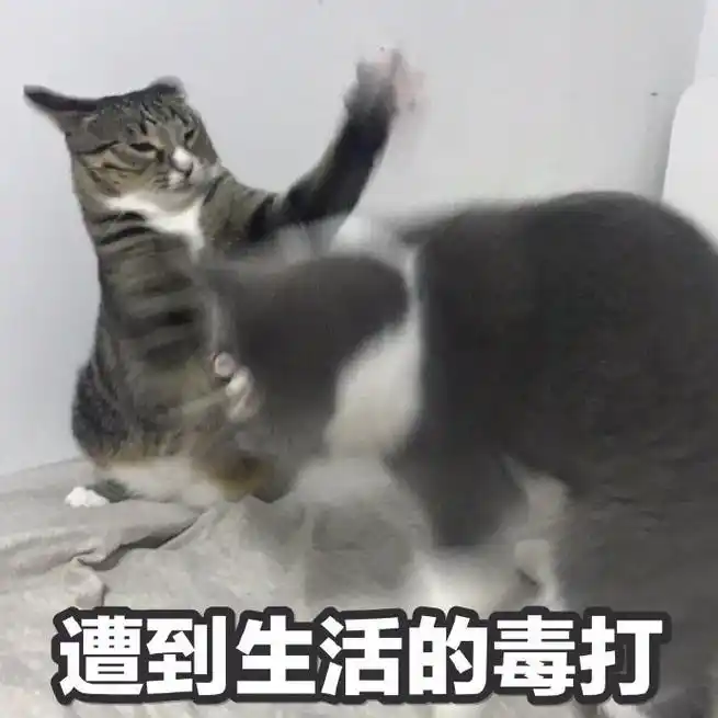 萌宠猫星人遭到生活的毒打揍你搞怪呆萌gif动图_动态图_表情包下载