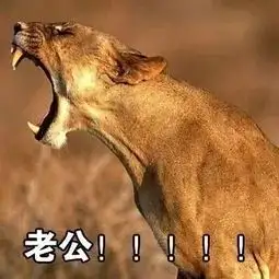 敢不敢问你男朋友,他眼里的你是什么动物系女友