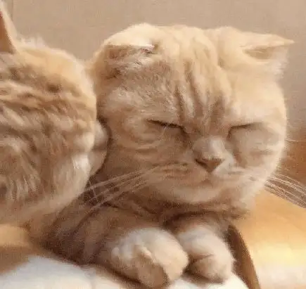 国外一对可可爱爱的猫咪姐妹,拍照萌萌哒