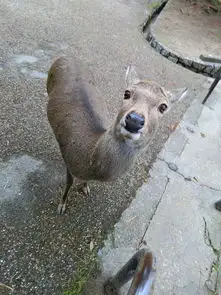 日本奈良鹿喂食记