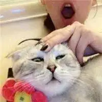 两个人抱猫的情侣头像微信头像图片大全