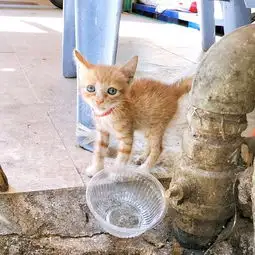 逛吃逛吃撸撸猫佛系游汕头