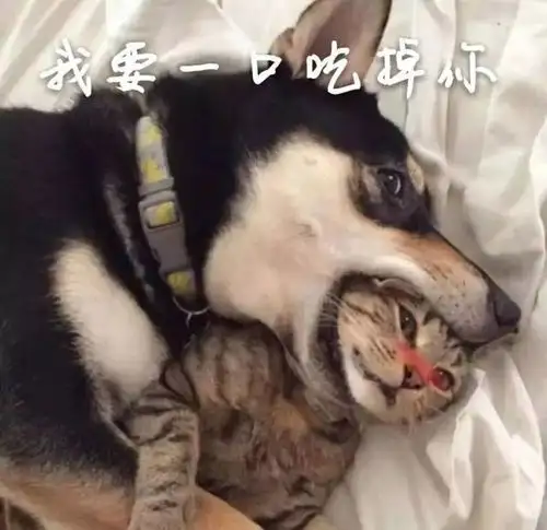 你心里一点逼数没有斗图表情包推送搞笑频道