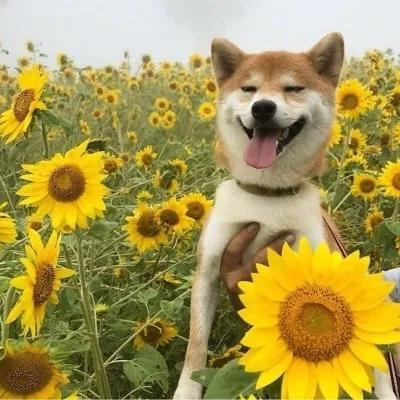 黄色系头像生活需要热情