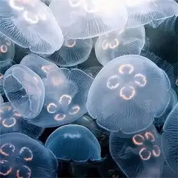 媲美大熊猫湖州现水中国宝,还是世界级濒危物种