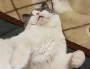 治愈系猫咪vs致郁系猫咪,每种喵星人都有被喜爱的理由