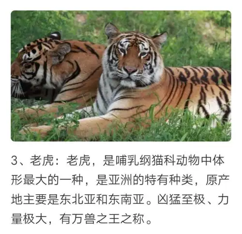 地球上10大最凶猛的动物,狮子第六,老虎第三,鳄鱼居榜首