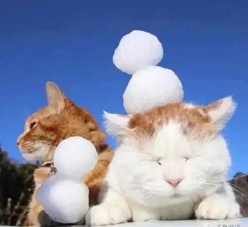 日本网红猫咪猫叔去世,网友感叹我的头像还是离开了我