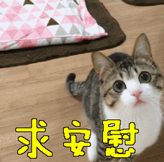 猫咪求安慰卖萌gif动图_动态图_表情包下载_soogif