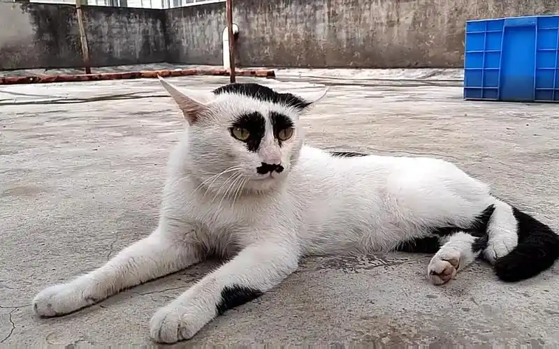 萌宠星探官囧猫