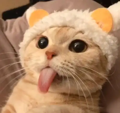 猫咪呕吐吃什么可以解决