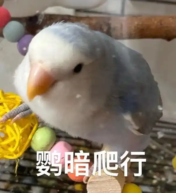 牡丹鹦鹉#手养鸟日常#鹦鹉表情包哈哈哈哈哈哈哈一些小-抖音