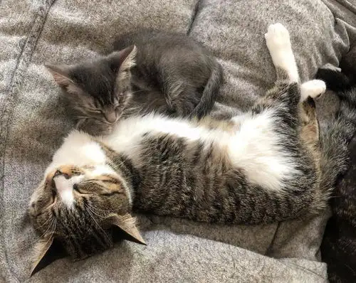 这只治愈系的恐龙猫,能让你告别精神内耗