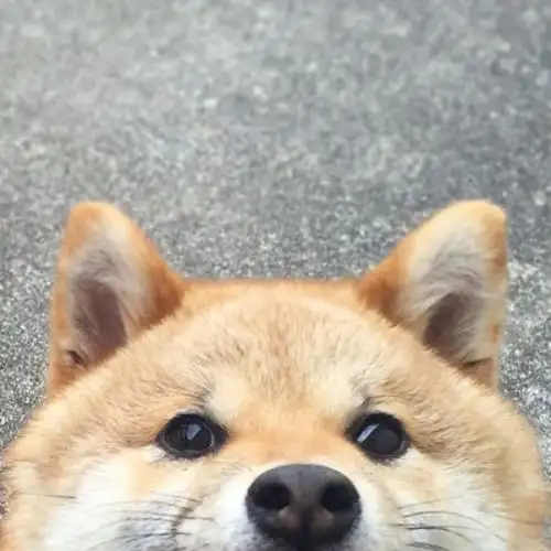 刚到家的小柴犬拉肚子该怎么办如何预防