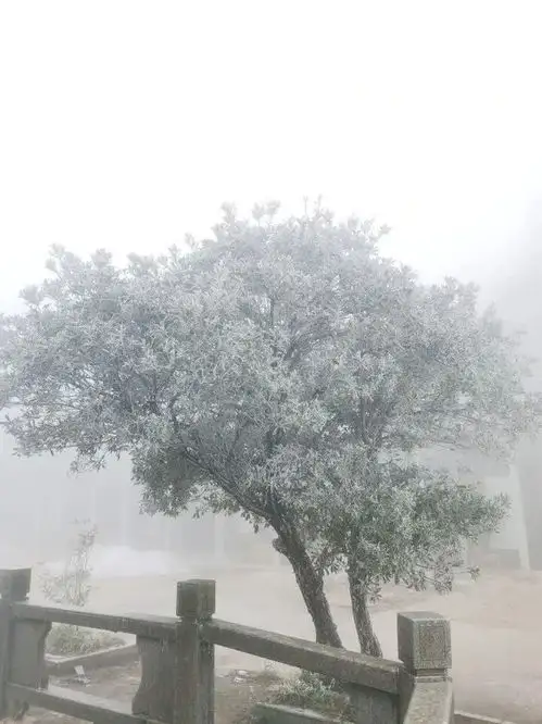 冷冷冷河源今冬第一波雾凇美景已到货,在这里...