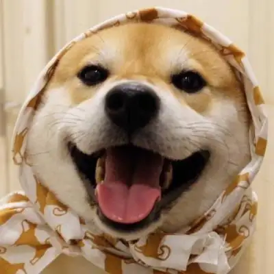 狗狗情侣头像一左一右二哈情侣头像蠢萌一对