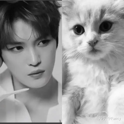 韩国kpop有哪些猫系长相和狗系长相的idol