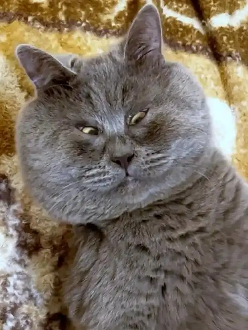 俄罗斯丑猫天生斗鸡眼:却做网红吸了30多万粉
