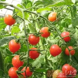 终身防癌就要多吃它