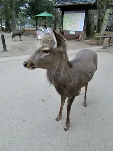 日本奈良鹿喂食记