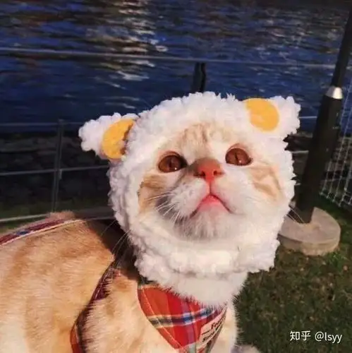 超超超超可爱的猫咪头像