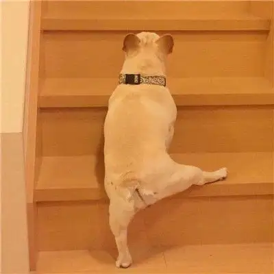 最火动物搞怪情侣头像一左一右狗狗和猫咪