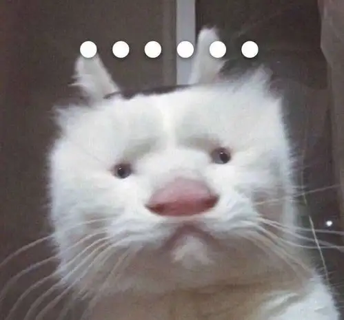 猫猫头像合集,来不及解释了,快上车养猫