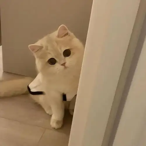 一组治愈系的小奶猫图片,每一张都萌化了
